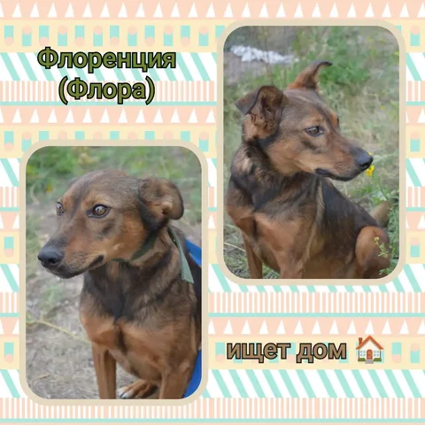 Мадемуазель Флоренция - Животные в Саратов