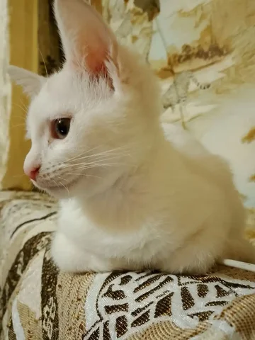 Котенок в добрые руки - Животные в Новые Бурасы