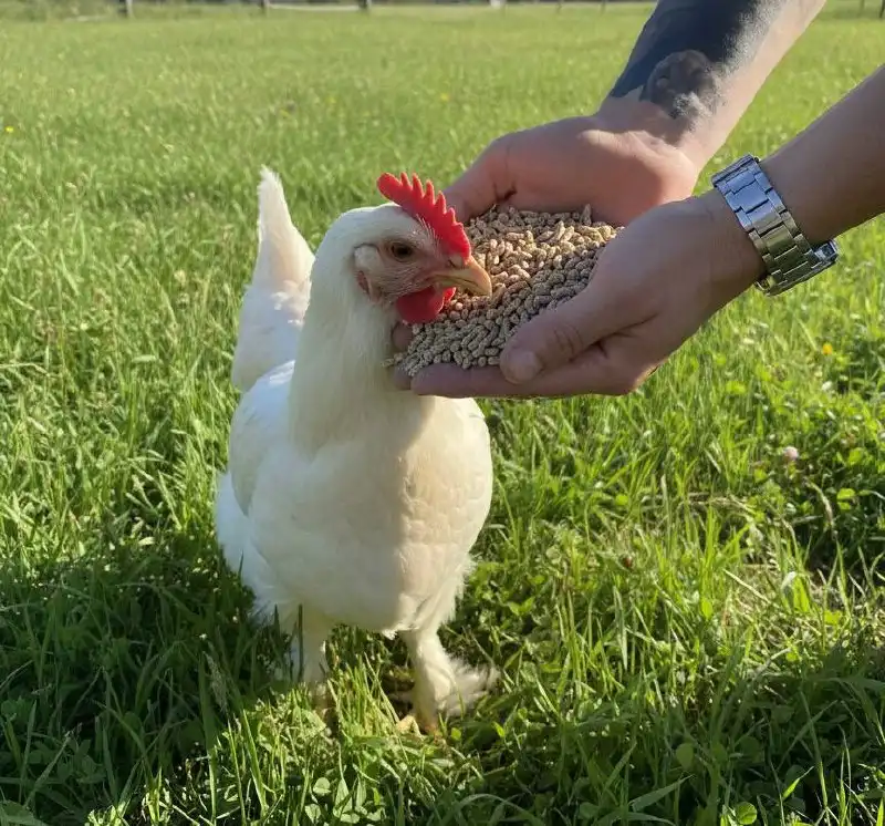 Продается комбикорм для кур-несушек и универсальный корм для птиц