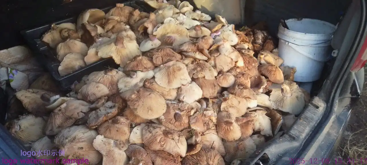 Продажа грибов синие ножки