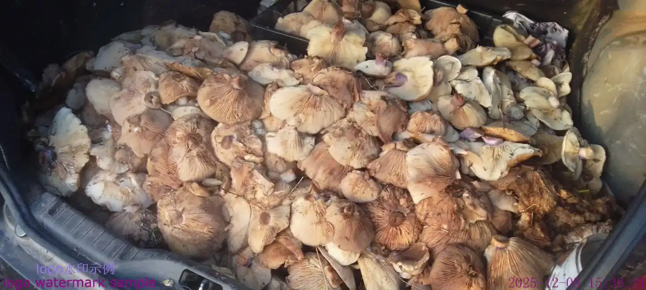 Продажа грибов синие ножки