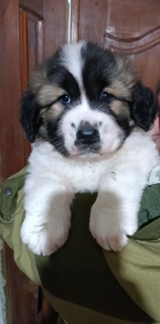 Щенок Московской сторожевой (кобель, 2 месяца)