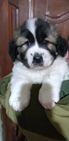 Щенок Московской сторожевой (кобель, 2 месяца) - Животные в Старые Бурасы