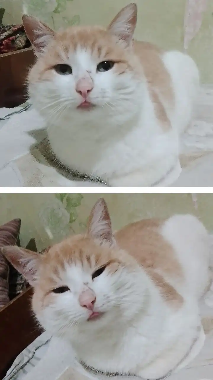 Ищем хозяев для молодого котика