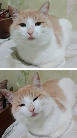 Ищем хозяев для молодого котика - Животные в Бурасы