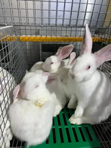 Чистокровные крольчата Белый Паннон на племя - частное объявление в Саратов