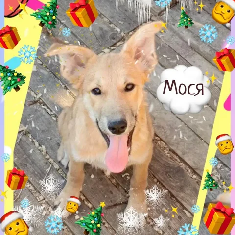 Продажа щенка Мося в Саратове - частное объявление в Саратов