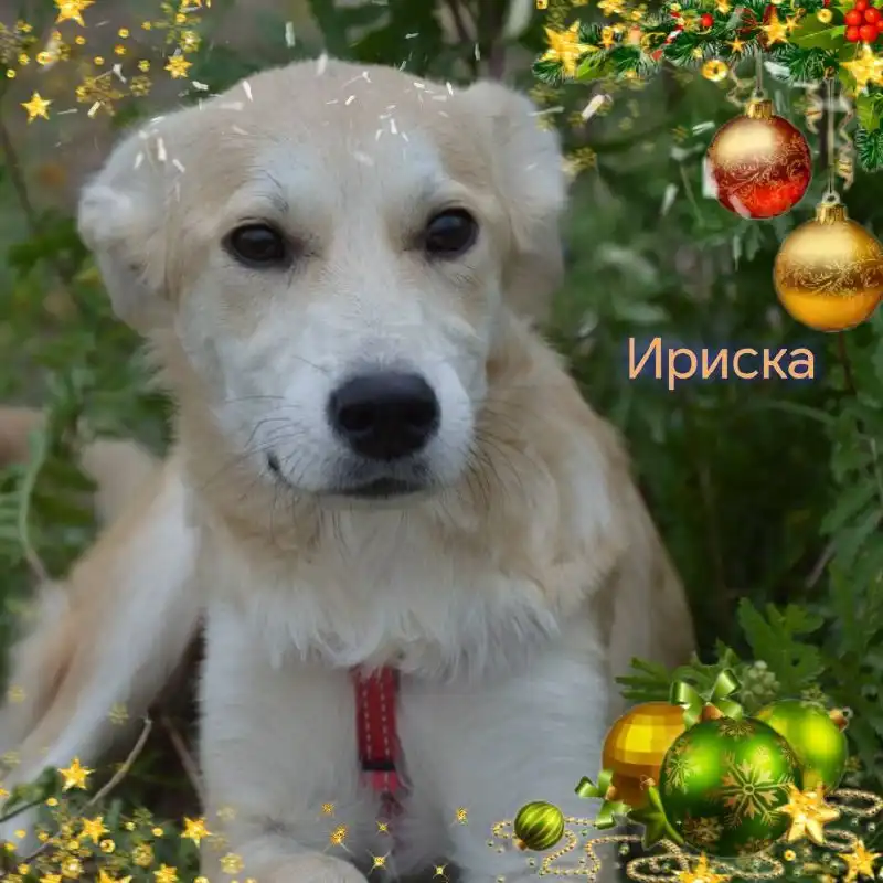 Котенок Ириска для ответственных хозяев