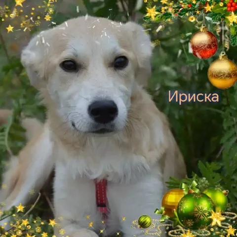 Котенок Ириска для ответственных хозяев - частное объявление в Саратов