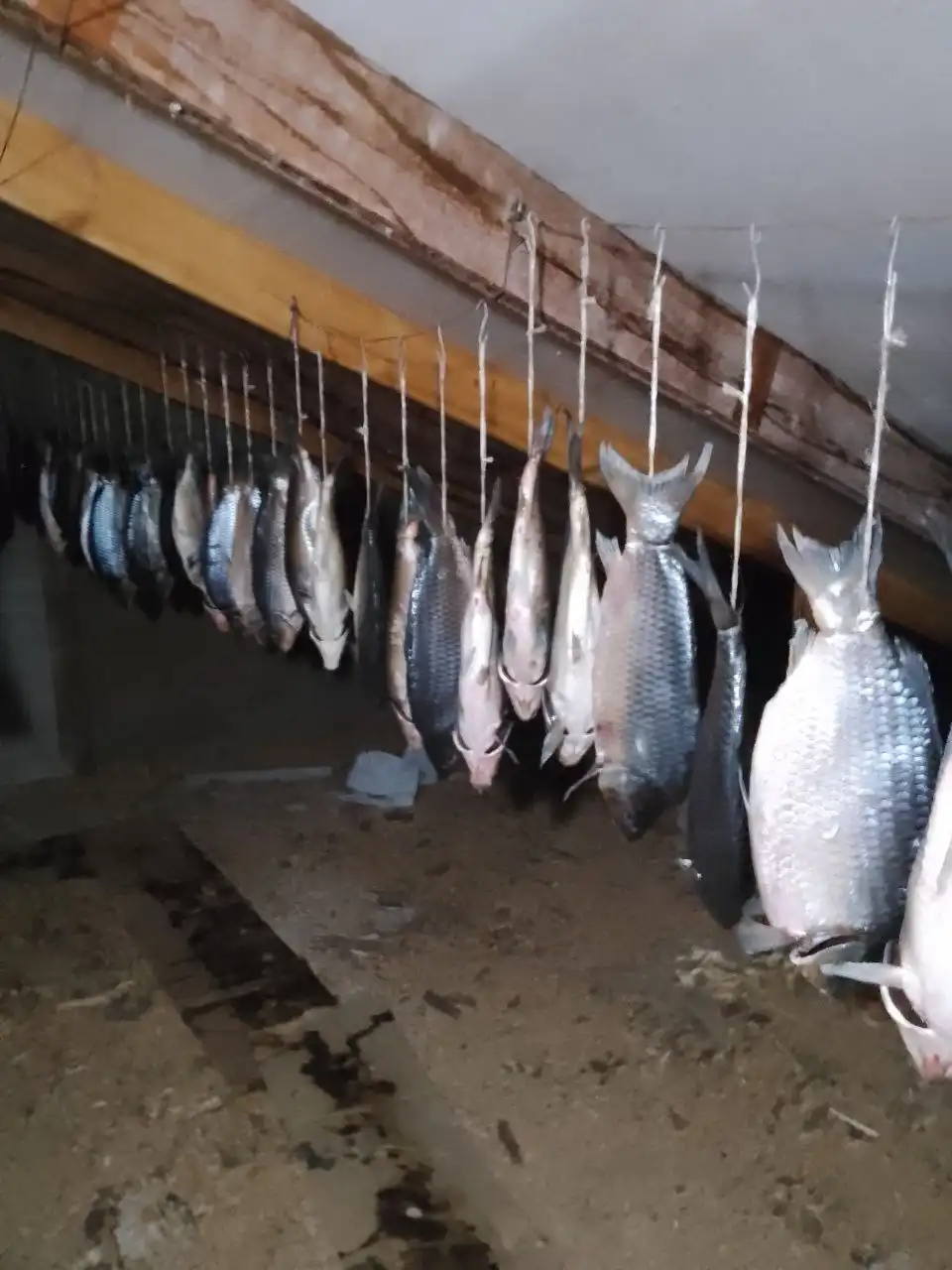 Вяленый малосольный карп