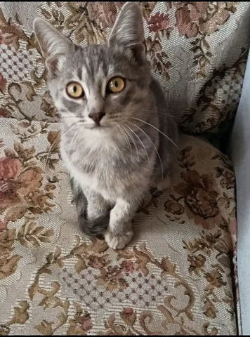 Кошка Пушинка ищет дом - частное объявление в Саратов