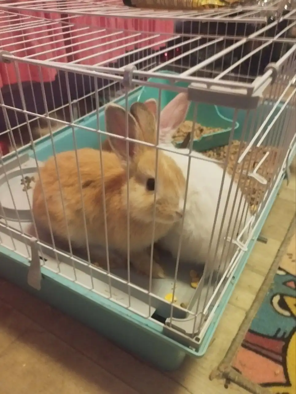 Продам декоративного кролика