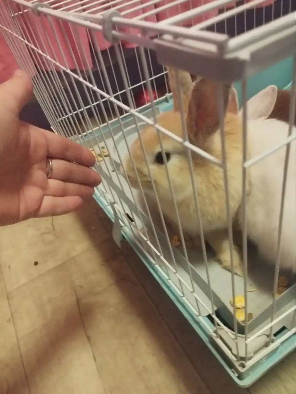 Продам декоративного кролика