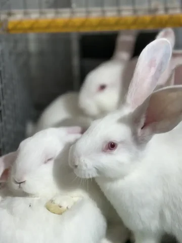 Продажа кроликов Белого Паннона на племя - частное объявление в Саратов