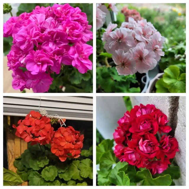 Продажа укоренных отростков пеларгоний - Хобби и отдых в Новые Бурасы