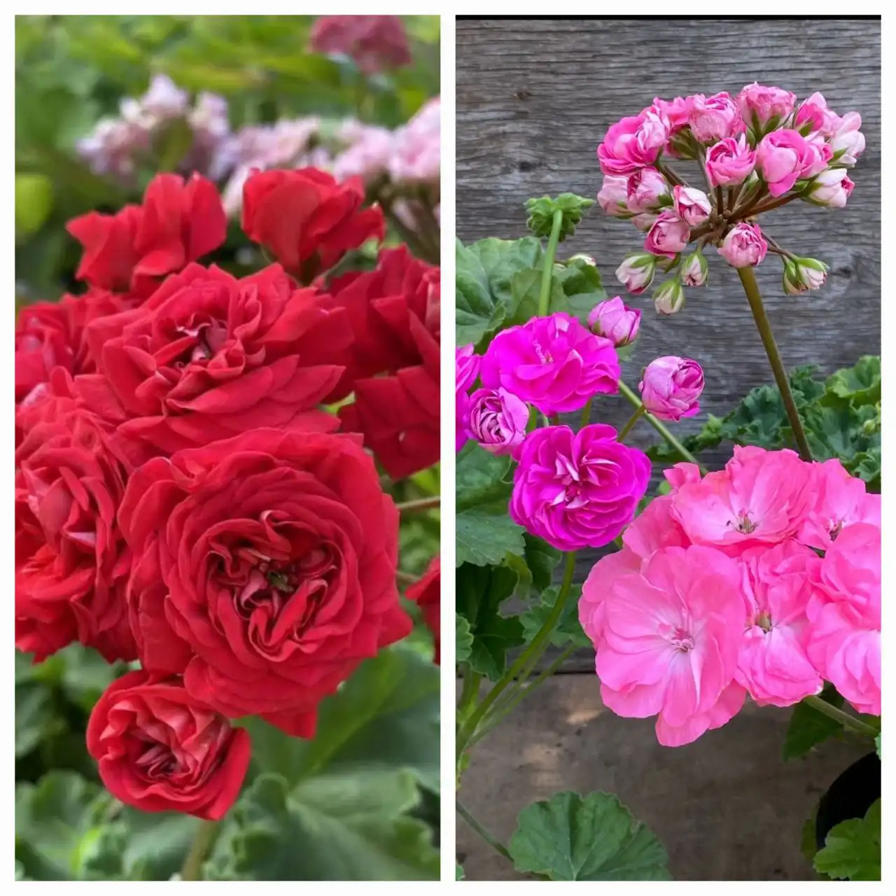 Продажа укоренных отростков пеларгоний