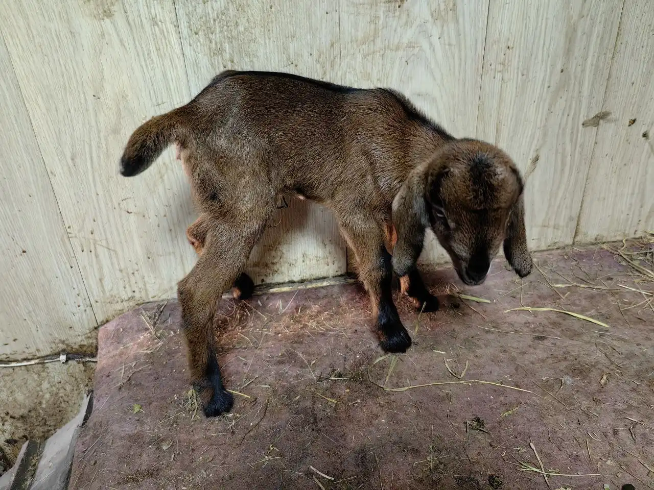 Продажа козочек