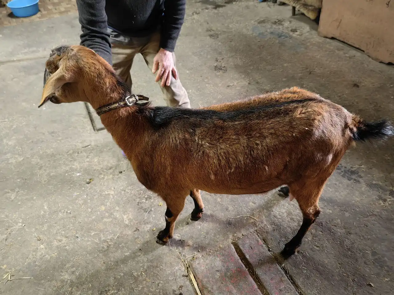 Продажа козочек