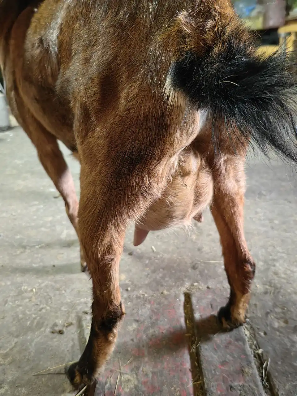 Продажа козочек