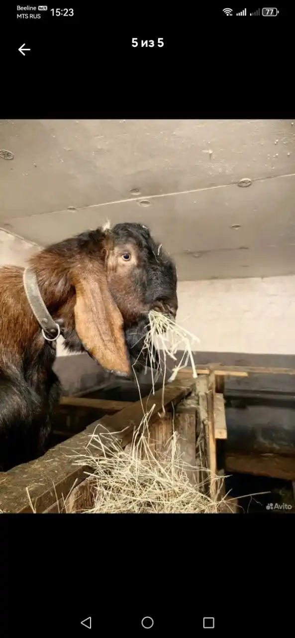 Продажа козочек