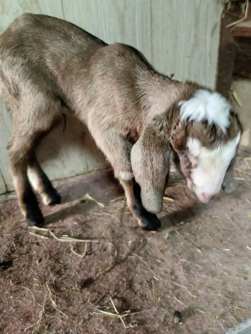 Продажа козочек