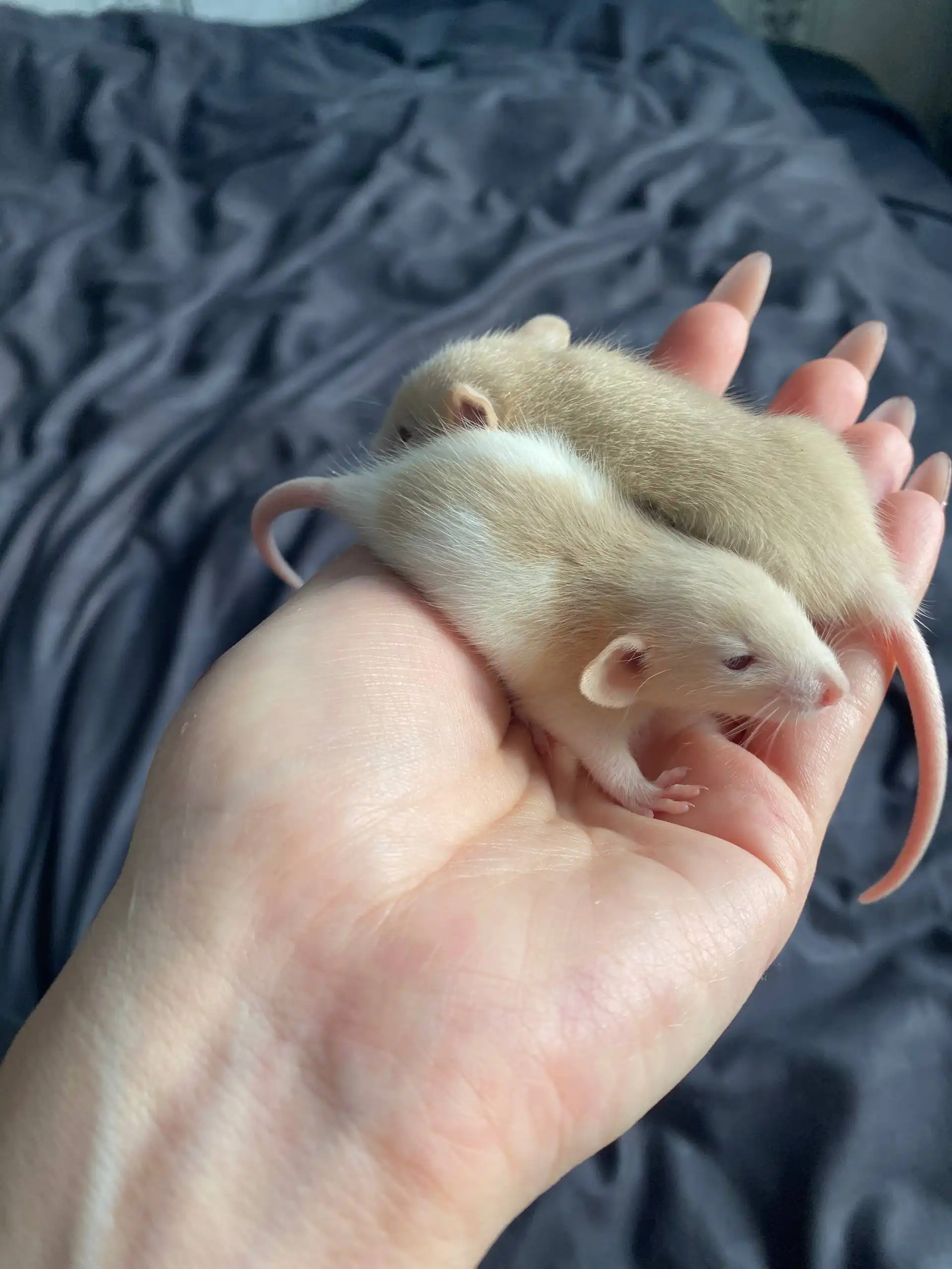 Продажа декоративных крысят породы Дамбо