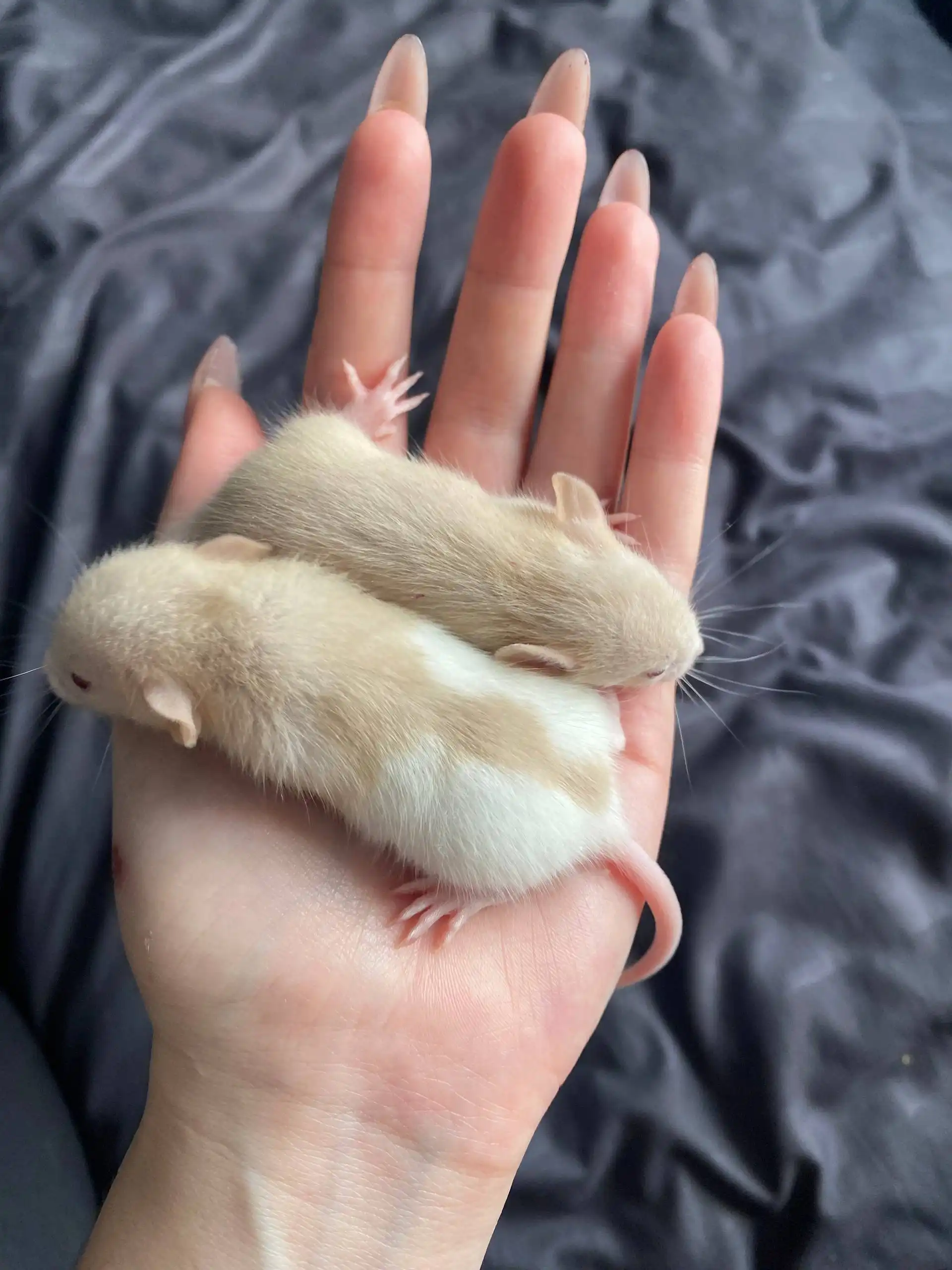 Продажа декоративных крысят породы Дамбо