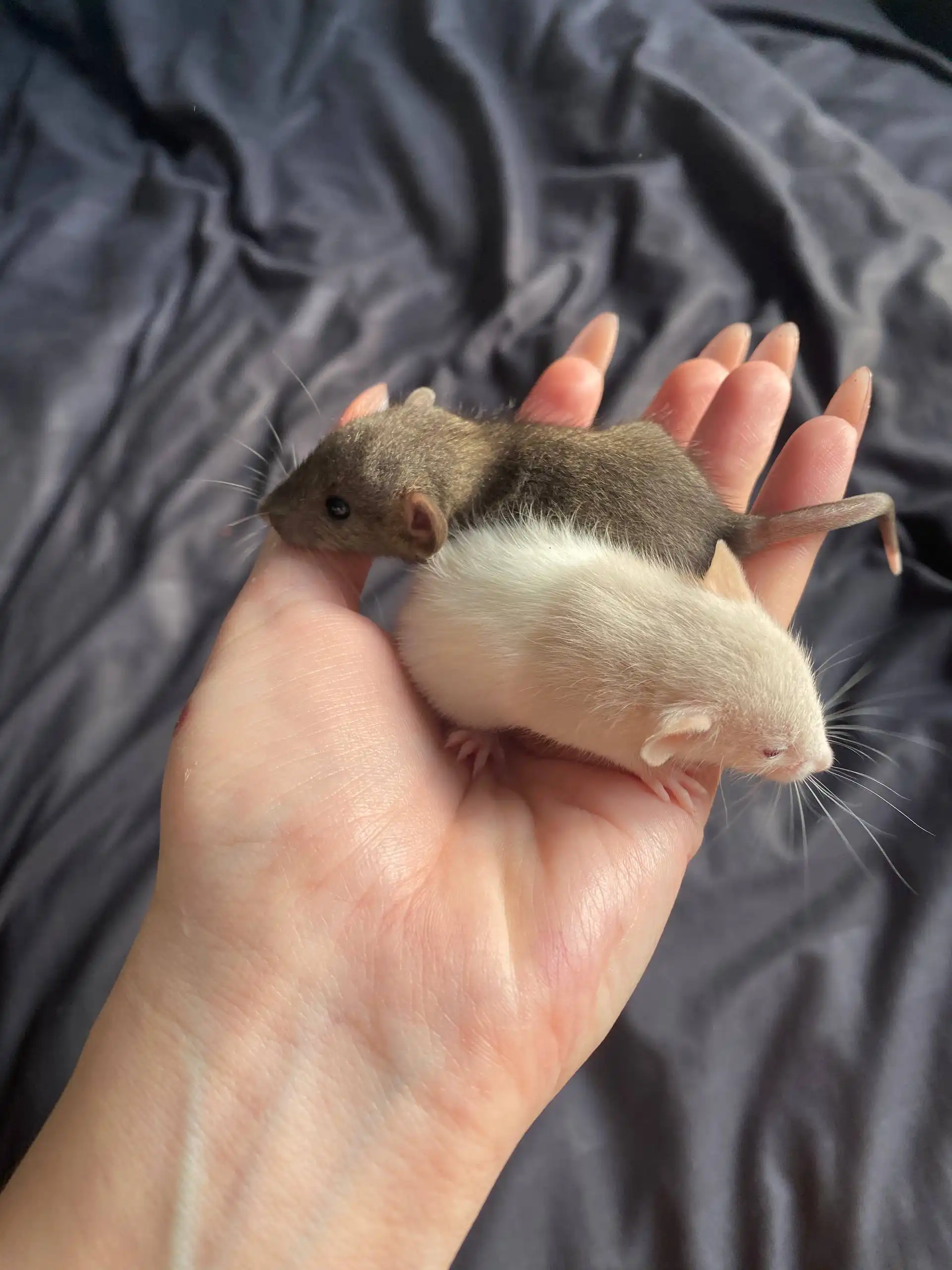 Продажа декоративных крысят породы Дамбо