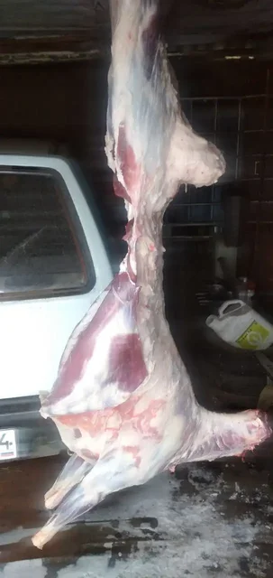 Продажа свежей молодой баранины - частное объявление в Новые Бурасы