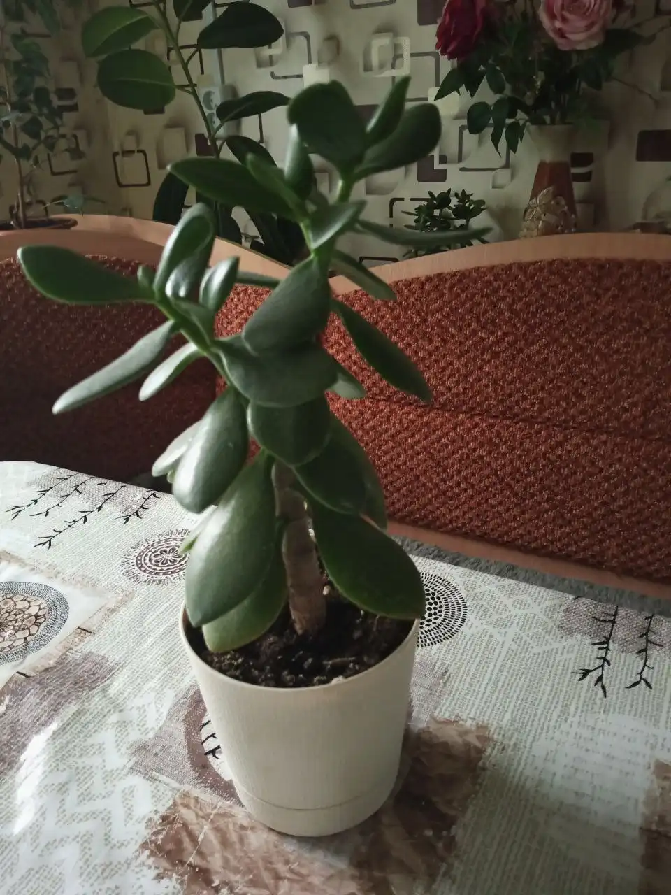 Продажа толстянки (денежного дерева)