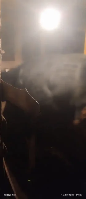 Продажа быков - Животные в Новые Бурасы