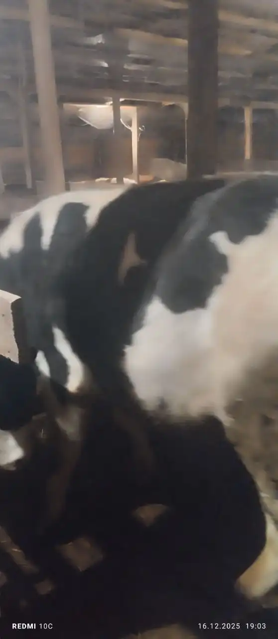 Продажа быков