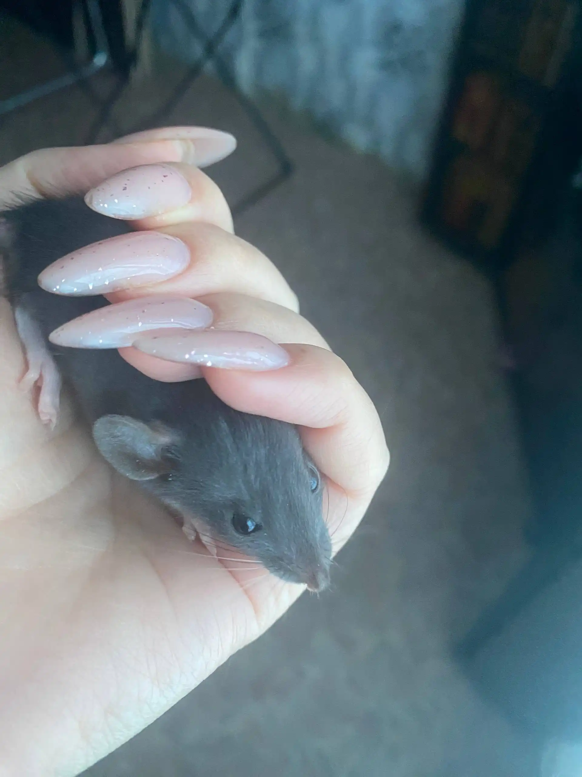 Декоративная крыса Дамбо, мальчик - Грызуны (Животные) в Новые Бурасы