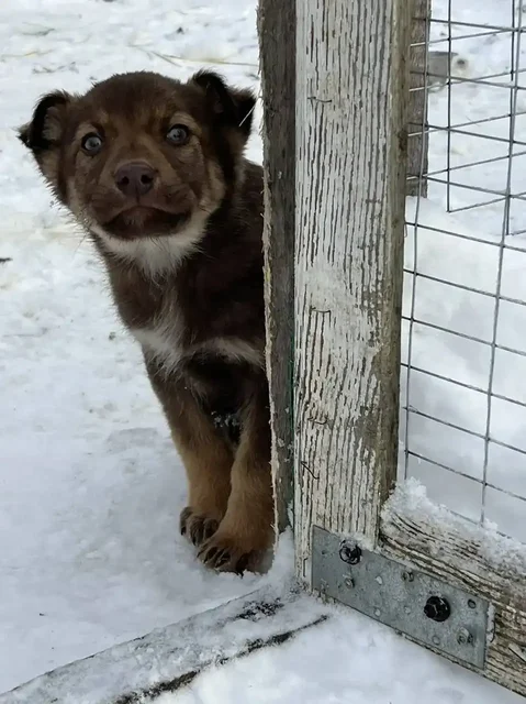 Щенки немецкой овчарки для ответственных хозяев - Животные в Новые Бурасы