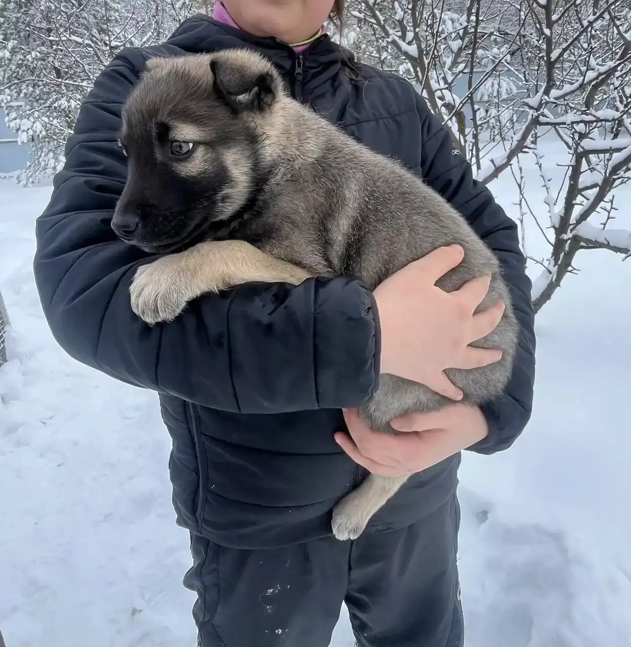 Щенки немецкой овчарки для ответственных хозяев - Собаки (Животные) в Новые Бурасы