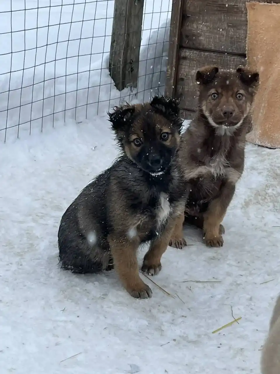 Щенки немецкой овчарки для ответственных хозяев - Собаки (Животные) в Новые Бурасы