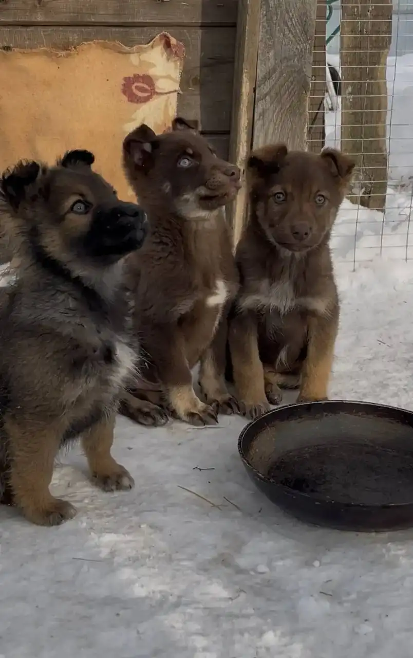 Щенки немецкой овчарки для ответственных хозяев - Собаки (Животные) в Новые Бурасы