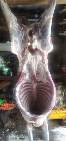 Продажа баранины тушкой и полутушками - Грызуны в Бурасы