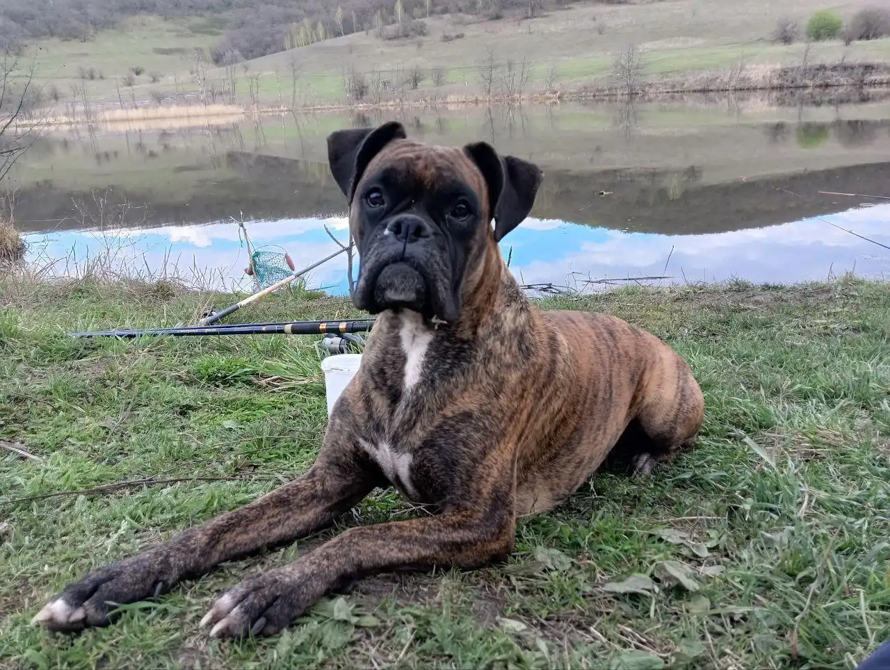 Помощь в поиске пропавшей собаки - Поиск животных (Животные) в Бурасы