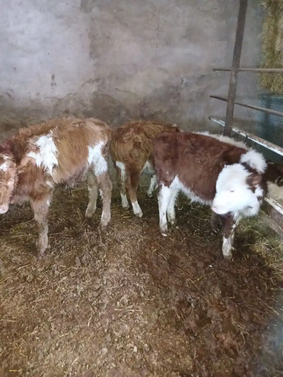 Продажа бычков и телки - Крупный рогатый скот (Животные) в Бурасы