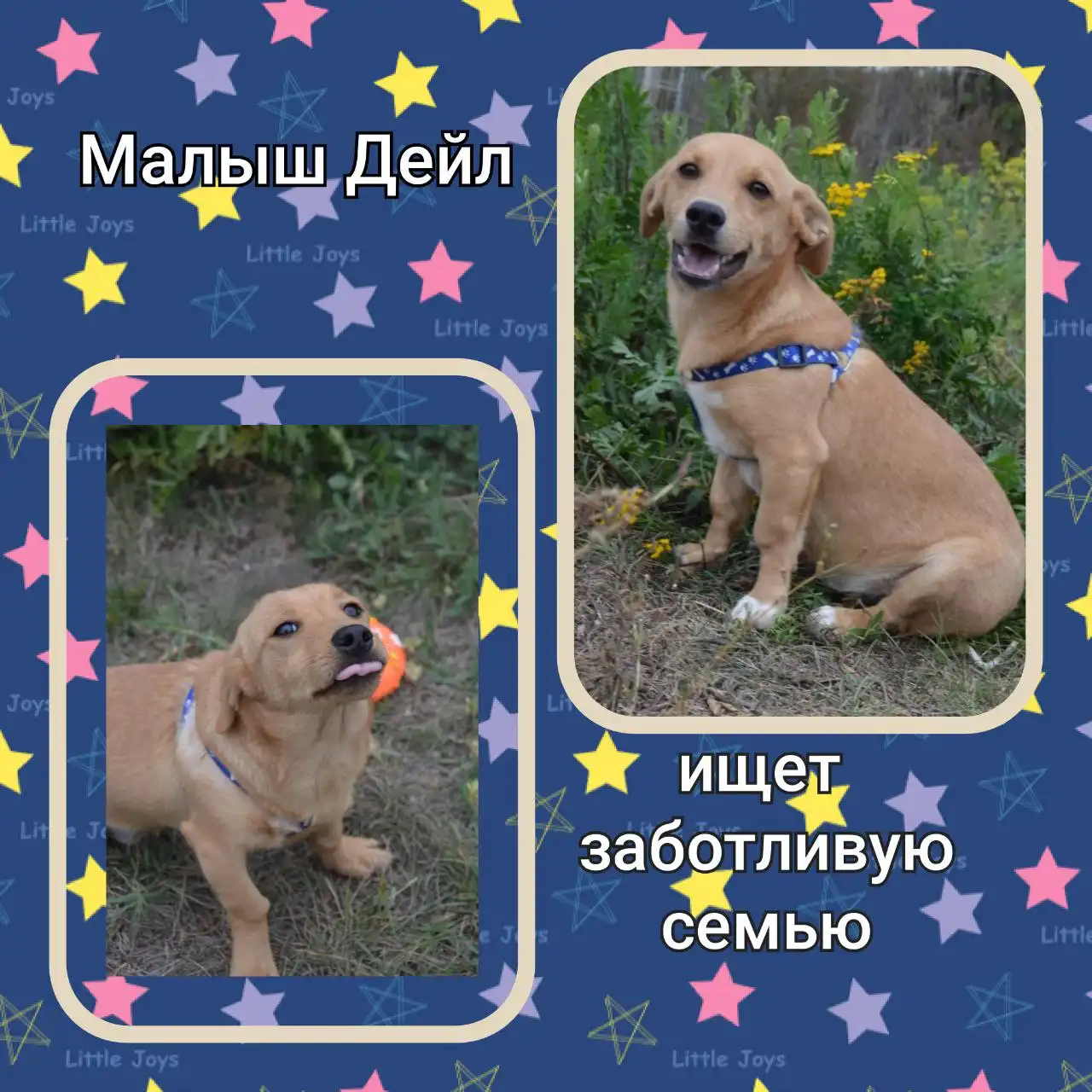 Щенок Дейл для ответственных хозяев - Собаки (Животные) в Саратов