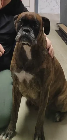 Пропала собака породы боксер - частное объявление в Бурасы