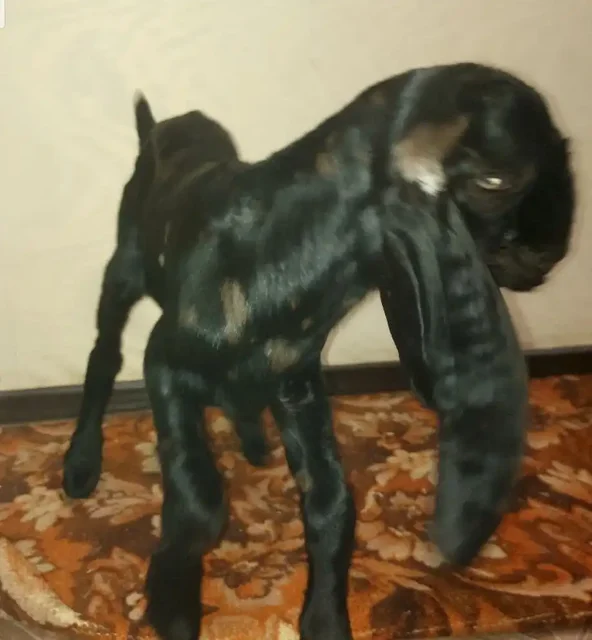 Козлята камори - Кошки в Балаково