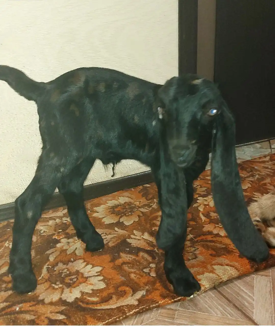 Козлята камори - null (Животные) в Балаково