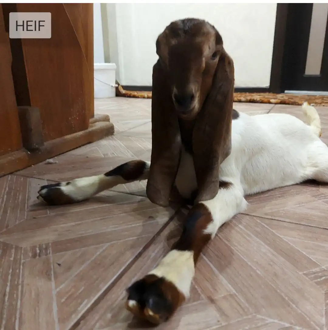 Козлята камори - null (Животные) в Балаково