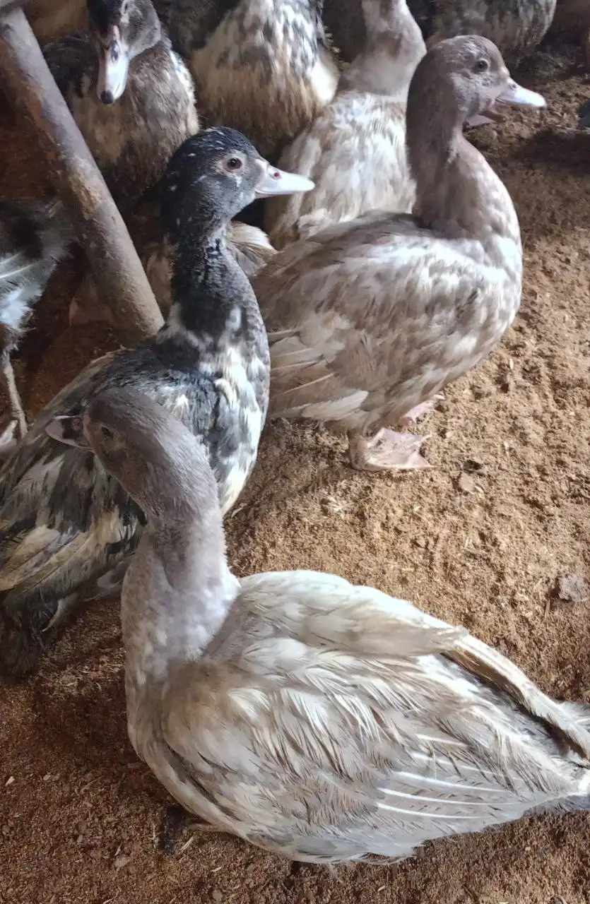 Продажа молодых индоуток тяжелой линии - Птица (Животные) в Бурасы