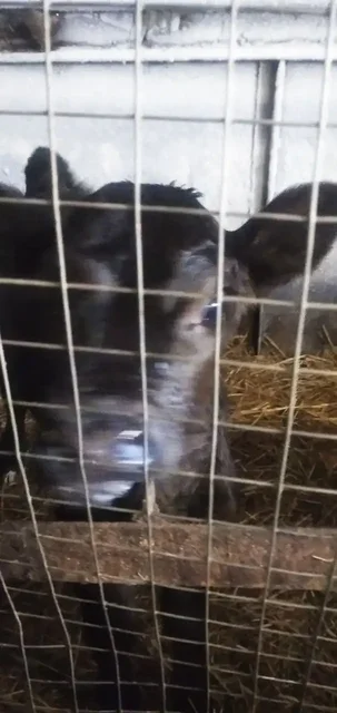 Продается телка - Пропавшие животные в Бурасы