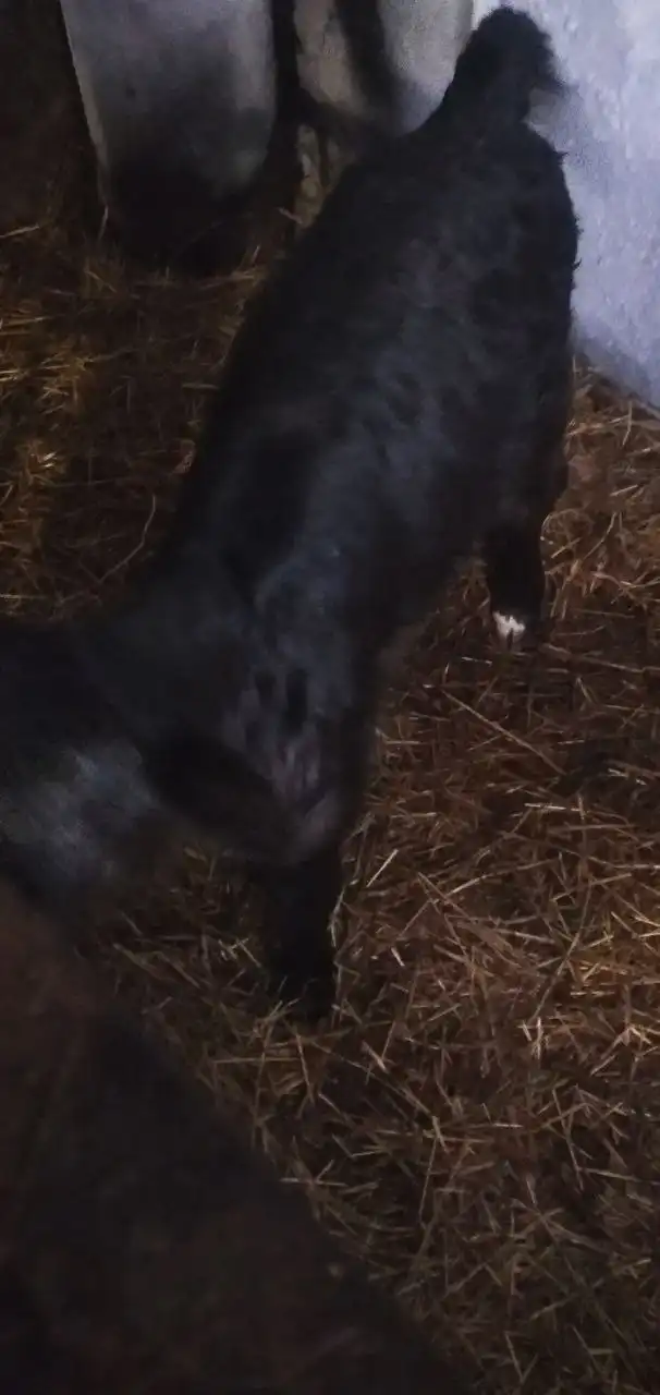 Продается телка - Скот (Животные) в Бурасы