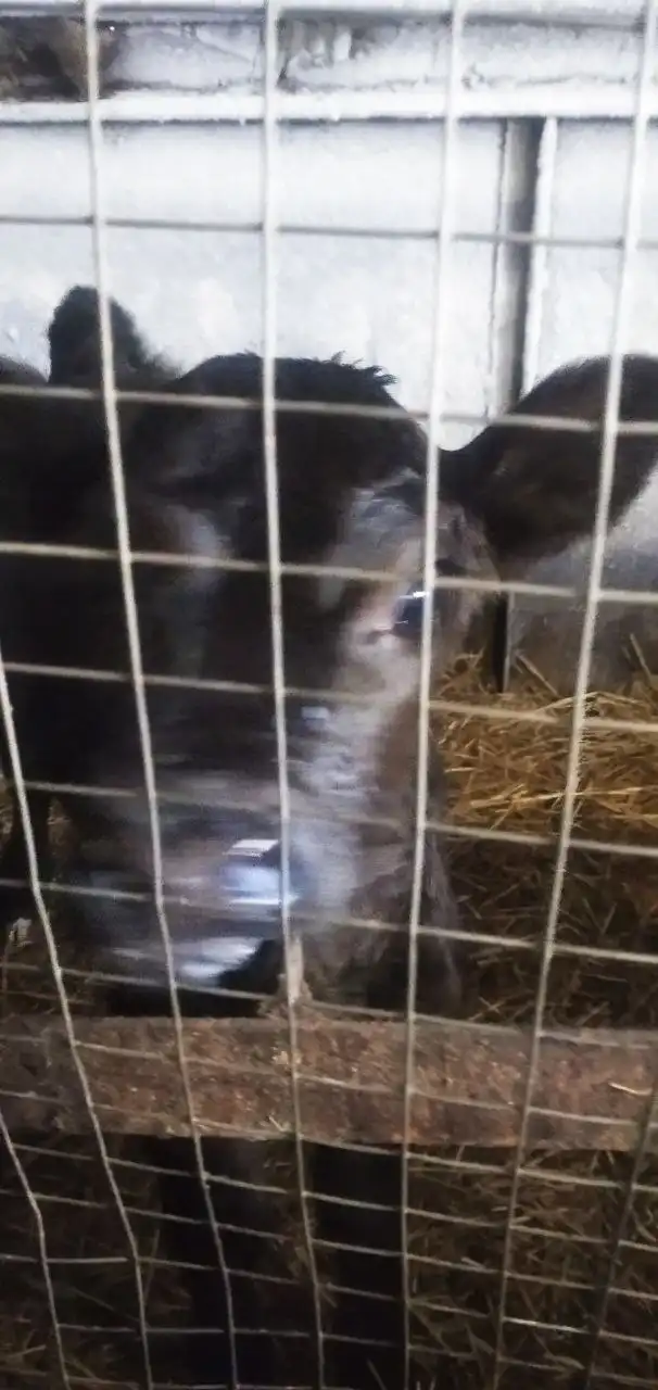 Продажа телки - Крупный рогатый скот (Животные) в Бурасы