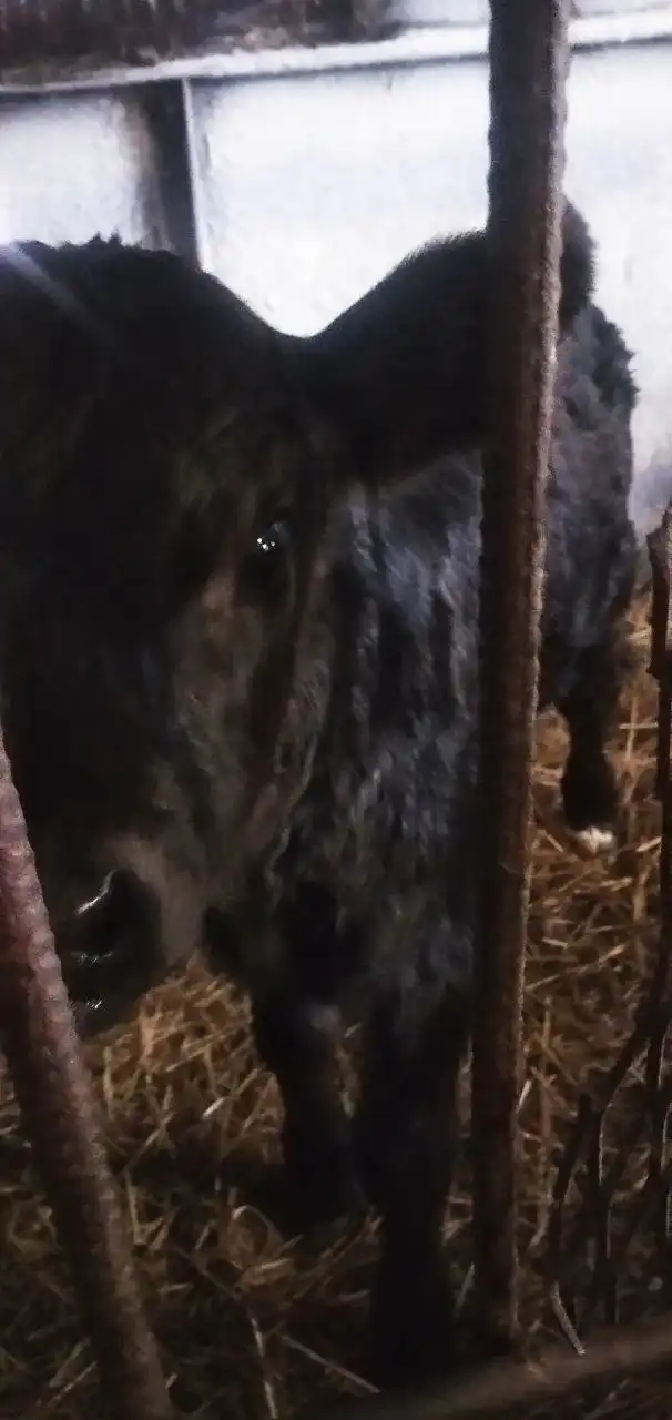 Продажа телки - Крупный рогатый скот (Животные) в Бурасы